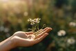 © bluebeat76 - A hand holding a chamomile flower against a blurred natural background, depicting the human connection with nature and the healing properties of chamomile. Generative AI