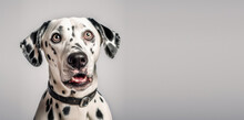 Studio Portrait Dalmatian Dog Surprised Facial Expression Isolated On White Background, Generative AI