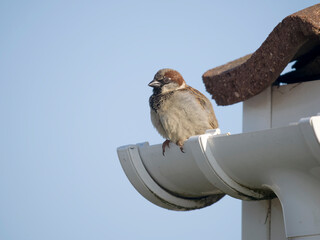 Canvas Print - House sparrow, Passer domesticus