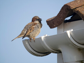 Canvas Print - House sparrow, Passer domesticus