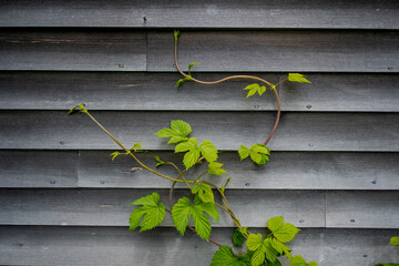 Vine on wood wall