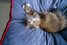 An Expression Of Absolute Bliss And Satisfaction. The Cat Is Sleeping On A Blue Mattress.