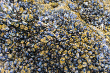 Mussels Shells On Rock, Oregon Coast