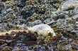 Harbor Seals laying on exposed rocks, Yaquina Head State Park, Oregon