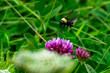 Bee Pollinating Red Clover in Grass