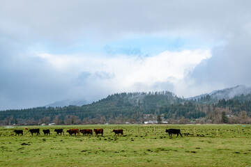 Wall Mural - Cows Grazing in Green Field of Rural Countryside in Tillamook, Oregon on Foggy Day