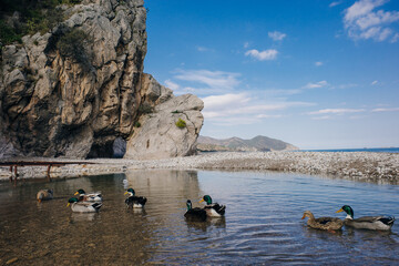 Wall Mural - Natural beach in Cirali, Turkey