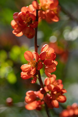 Wall Mural - close-up of blossom of japanese quince or chaenomeles japonica tree in springtime.
