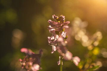 Wall Mural - closeup of corydalis cava flower in spring, selective focus.