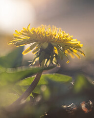 Wall Mural - beautiful flowers of yellow dandelions in nature in warm summer or spring on meadow in sunlight, sel