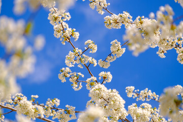 Wall Mural - branches of blossoming cherry white flowers on blue sky background, close-up.