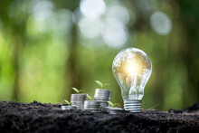 Idea Of Renewable Energy And Energy Saving. Energy Saving Light Bulb And Tree Growing On Stacks Of Coins On Nature Background. Saving, Accounting And Financial Concept.
