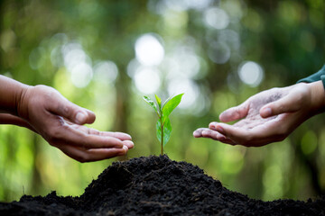 Idea of planting trees on world environment day. Hands of were planting seedling on soil. Bokeh green background female hand holding tree on nature field grass forest conservation concept.