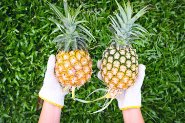 Wall Mural - pineapple for food fruit ripe pineapple on hand, fresh pineapple tropical fruits summer