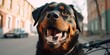Rottweiler dog have fun bicycle ride on sunshine day morning in summer on town street Generative AI