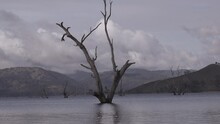 A Large Dead Tree Protruding From The Water With Dark Clouds And Hills In The Foreground.