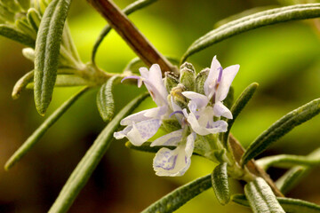 Canvas Print - Rosemary Blossom Trio 02