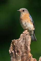 Wall Mural - Female Eastern Bluebird