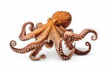 Octopus With White Backround
