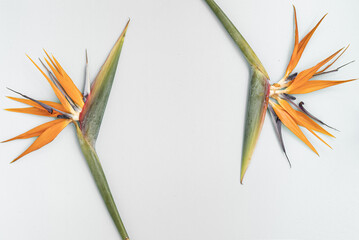 Wall Mural - Top view tropical leaves on vibrant background. Summer flat lay composition.