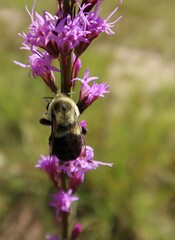 Wall Mural - Bumblebee on purple Liatris flowers in Florida nature, closeup