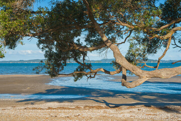 Poster - Large pohutukawa tree branch stretching over beach