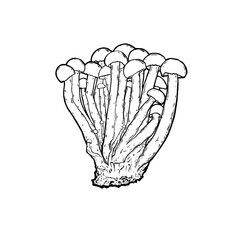 hand-drawn mushrooms on a thin stalk
vector  edible mushrooms illustration drawn by hand,  graphic drawing with lines,  isolated on white background