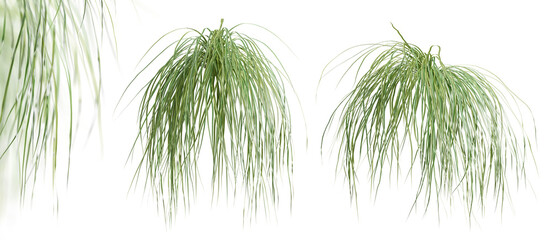 Poster - Set of Spartina Pectinata plants, isolated on transparent background. 3D render.