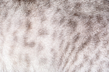 Wall Mural - fur of a spotted gray cat close-up. background of gray animal fur, pile texture.