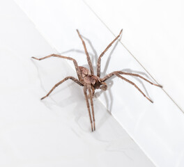 Wall Mural - spider on white wood background. macro.