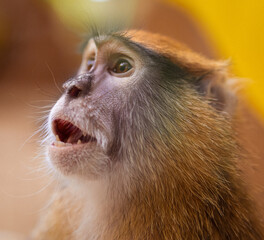 Wall Mural - Monkey portrait in the zoo.