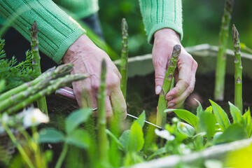 Wall Mural - Woman cutting green asparagus in the garden