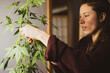 © Cavan Images - woman harvests buds from medicinal marijuana plant at home