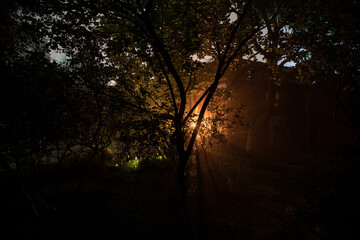 Wall Mural - mysterious pathway. footpath in the dark, foggy, autumnal, mysterious forest.