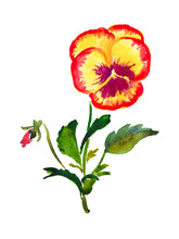 Pansy, Flower Illustration, Yellow Pansy , Red , Burgundy ,maroon , Pansies , Bloom, Blossom, Watercolor Illustration