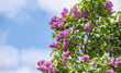 満開のライラックの花と青空 / Lilacs in full bloom and blue sky