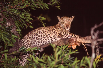 Wall Mural - Leopard in a Tree