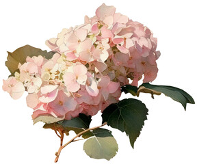 Wall Mural - Hydrangea flowers isolated on white, old watercolor