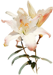 Wall Mural - Lily flowers isolated on white, old watercolor