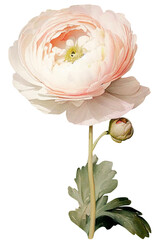 Wall Mural - Ranunculus flowers isolated on white, old watercolor
