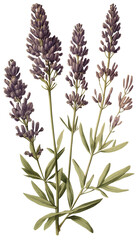 Canvas Print - Lavender isolated on transparent background, old botanical illustration