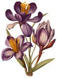 Saffron (Crocus) isolated on transparent background, old botanical illustration
