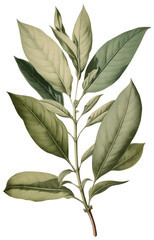 Wall Mural - Tea Leaf isolated on transparent background, old botanical illustration
