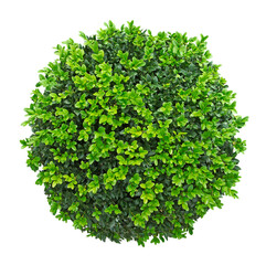 Wall Mural - Buxus taillé en boule en pot
