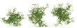 Set of Vitis creeper plant, vol. 2, isolated on transparent background. 3D render.