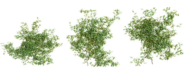Fototapete - Set of Vitis creeper plant, vol. 2, isolated on transparent background. 3D render.