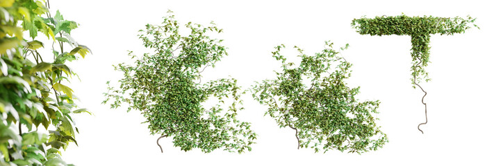 Fototapete - Set of Vitis creeper plant, vol. 1, isolated on transparent background. 3D render.