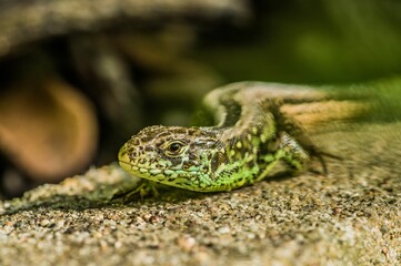 Poster - Closeup shot of a Sand lizard o the ground with blur background