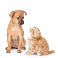 Sticker - Toy terrier puppy and tiny ginger kitten look at each other. isolated on white background