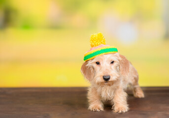 Canvas Print - Dachshund puppy wearing warm hat sits at autumn park. Empty space for text